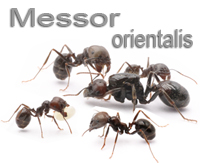 Ameisen kaufen